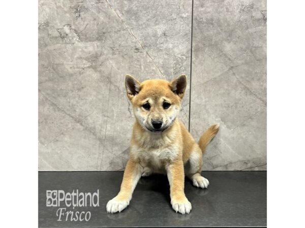 Shiba Inu Dog Female Red Sesame 31896 Petland Frisco, Texas