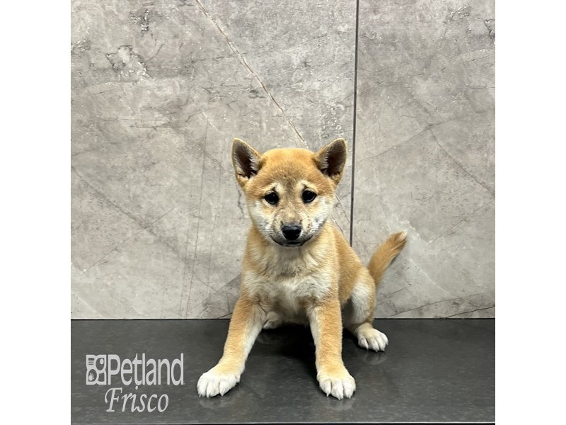 Shiba Inu Dog Female Red Sesame 31896