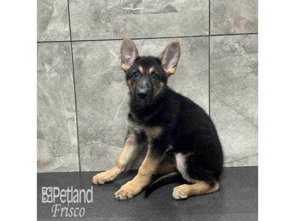 German Shepherd Dog-Dog-Female-Black / Tan-31897-Petland Frisco, Texas