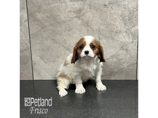 Cavalier King Charles Spaniel-Dog-Female-Blenheim-31899-Petland Frisco & Mckinney, Texas
