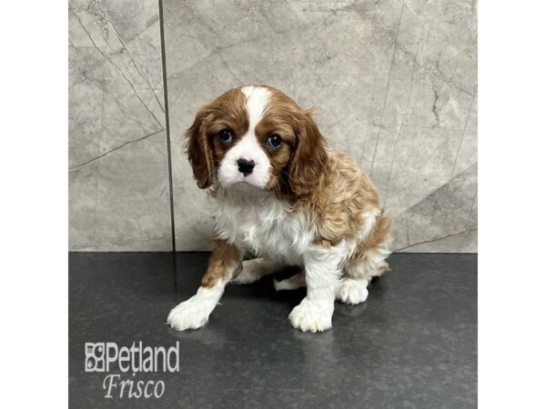 Cavalier King Charles Spaniel Dog Male Blenheim 31901 Petland Frisco, Texas