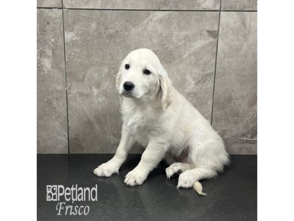 Golden Retriever-Dog-Female-Cream-31902-Petland Frisco & Mckinney, Texas