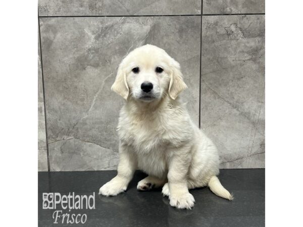 [#31903] Golden Female Golden Retriever Puppies For Sale