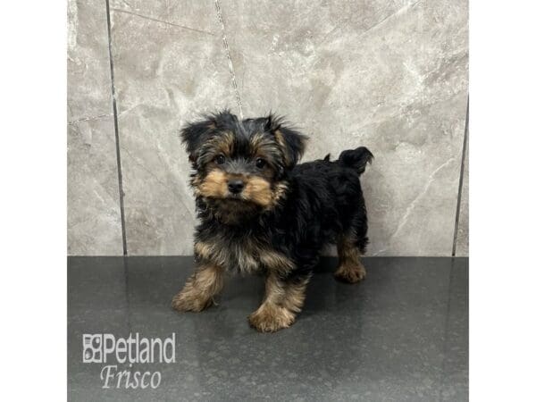 [#31907] Black / Tan Male Yorkshire Terrier Puppies For Sale
