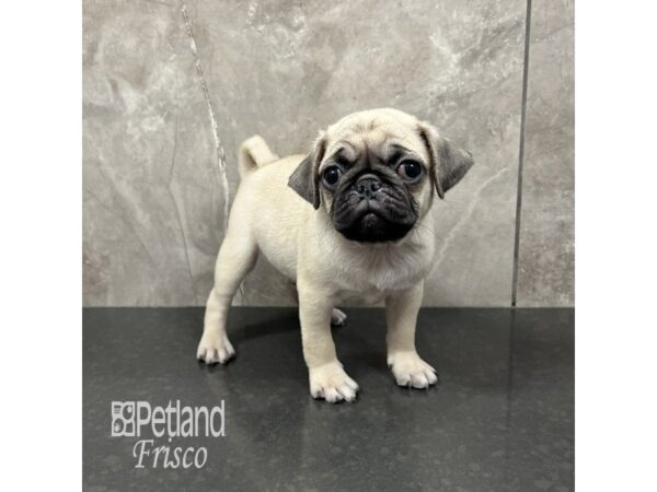 Pug Dog Male Fawn 31908 Petland Frisco, Texas