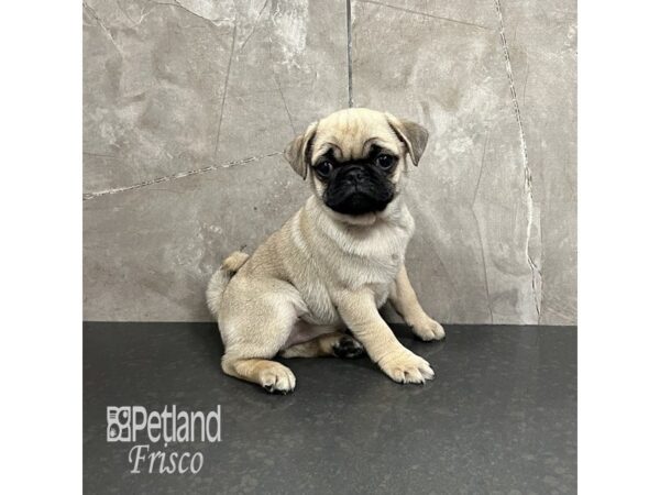 Pug-Dog-Female-Fawn-31909-Petland Frisco, Texas