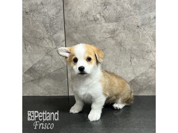 Pembroke Welsh Corgi Dog Male Red White / Sable 31910 Petland Frisco, Texas