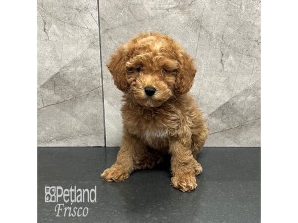 [#31916] Red Female Cavapoo Puppies For Sale