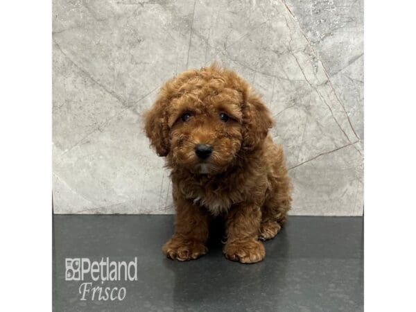 [#31918] Red Female Cavapoo Puppies For Sale