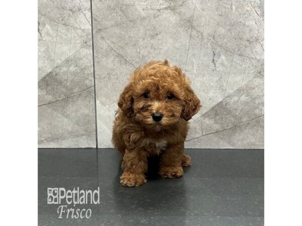 [#31917] Red Female Cavapoo Puppies For Sale