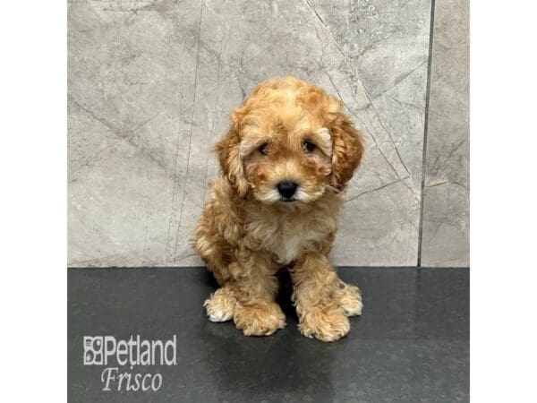 [#31915] Apricot Female Cavapoo Puppies For Sale