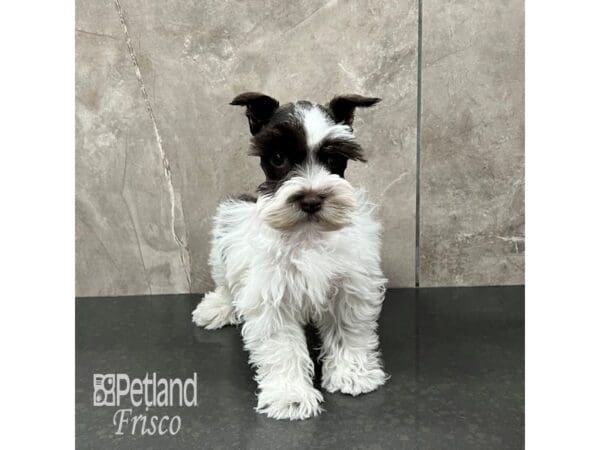 [#31912] Chocolate and White Male Miniature Schnauzer Puppies For Sale