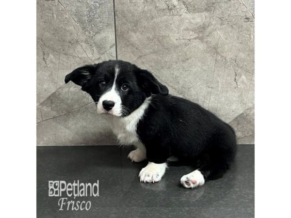 [#31919] Black and White Female Cardigan Welsh Corgi Puppies For Sale