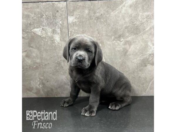 Cane Corso Dog Female Blue 31921 Petland Frisco, Texas