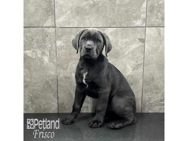 Cane Corso Dog Male Blue 31922 Petland Frisco, Texas