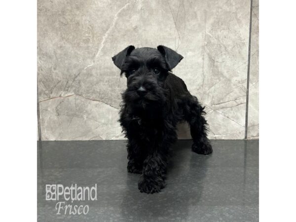 Miniature Schnauzer Dog Male black 31924 Petland Frisco, Texas