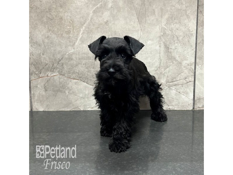 Miniature Schnauzer Dog Male black 31924