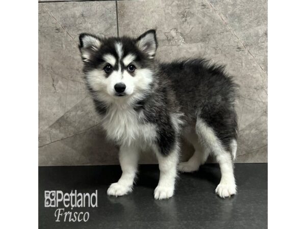 Huskimo Dog Female Black / White 31925 Petland Frisco, Texas