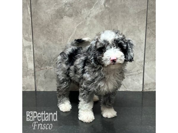 Miniature Sheepadoodle 2nd Gen Dog Male blue merle 31927 Petland Frisco, Texas