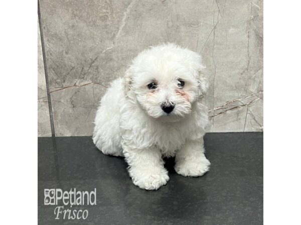 Bichon Frise Dog Female White 31928 Petland Frisco, Texas