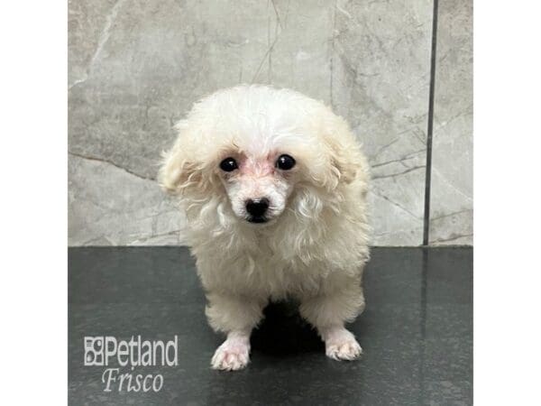 [#31929] Cream Male Miniature Poodle Puppies For Sale
