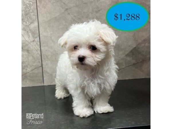 Maltese Dog Female White 31716 Petland Frisco, Texas