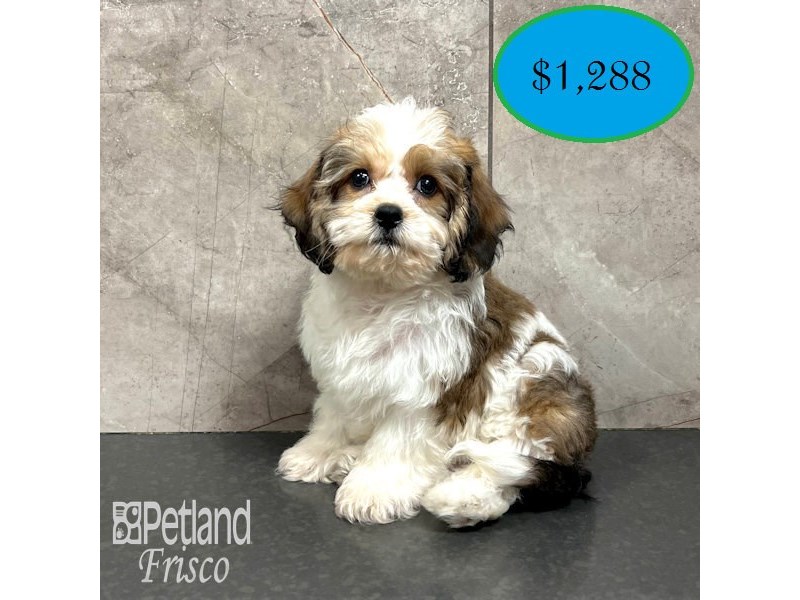 Cavachon Small Animal Sable / White ID:31752 Located at Petland Frisco ...