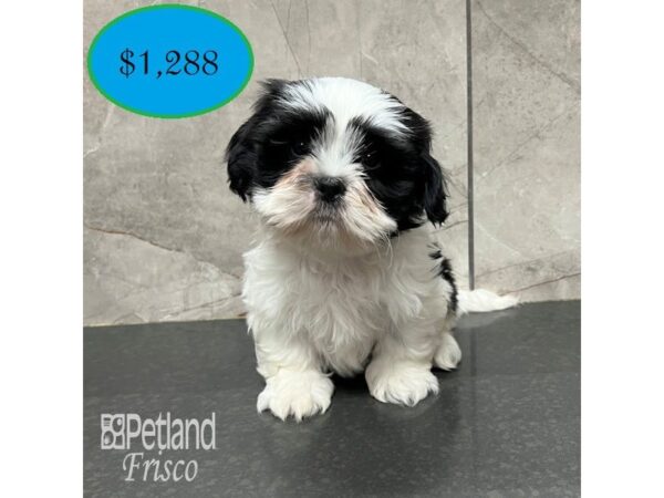 Lhasa Apso Dog Male Parti 31790 Petland Frisco, Texas