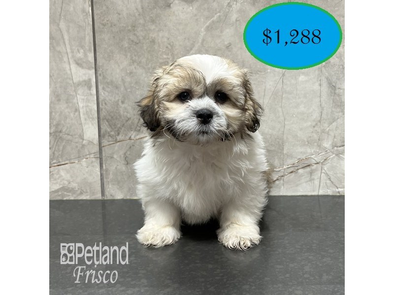 Teddy Bear Dog Male Gold / White 31799