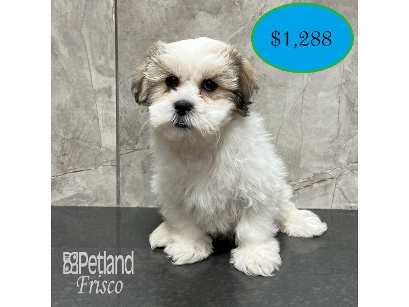 Teddy Bear Dog Male Gold / White 31801