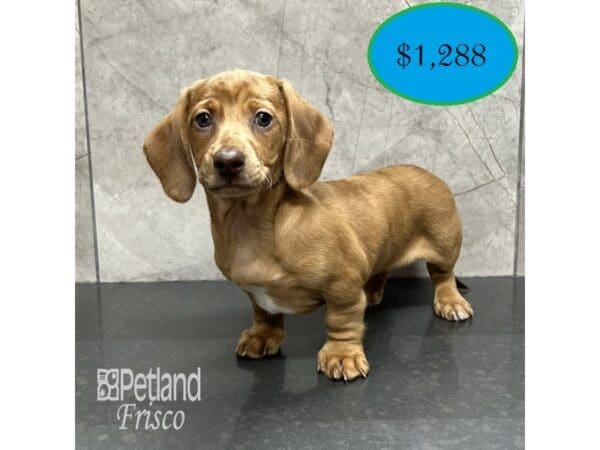 [#31825] Chocolate Sable Female Miniature Dachshund Puppies For Sale
