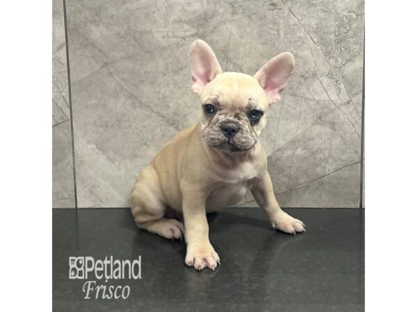 French Bulldog Dog Male Blue Fawn Merle 31931 Petland Frisco, Texas