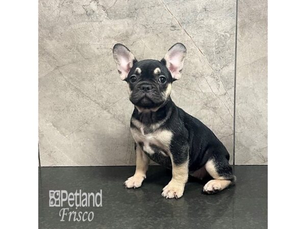 [#31932] Blue and Tan Tri Female French Bulldog Puppies For Sale