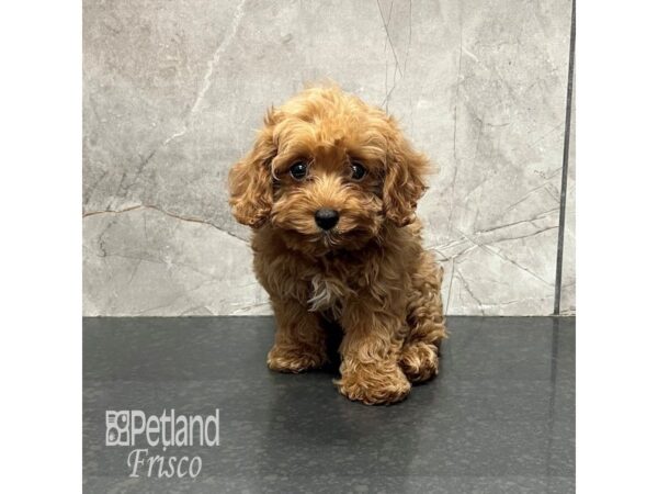 Cavapoo Dog Female Apricot 31934 Petland Frisco, Texas