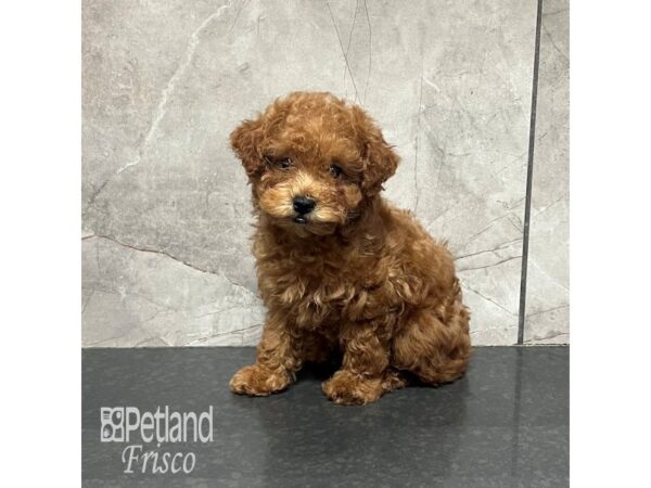 Cavapoo Dog Female Apricot 31935 Petland Frisco, Texas