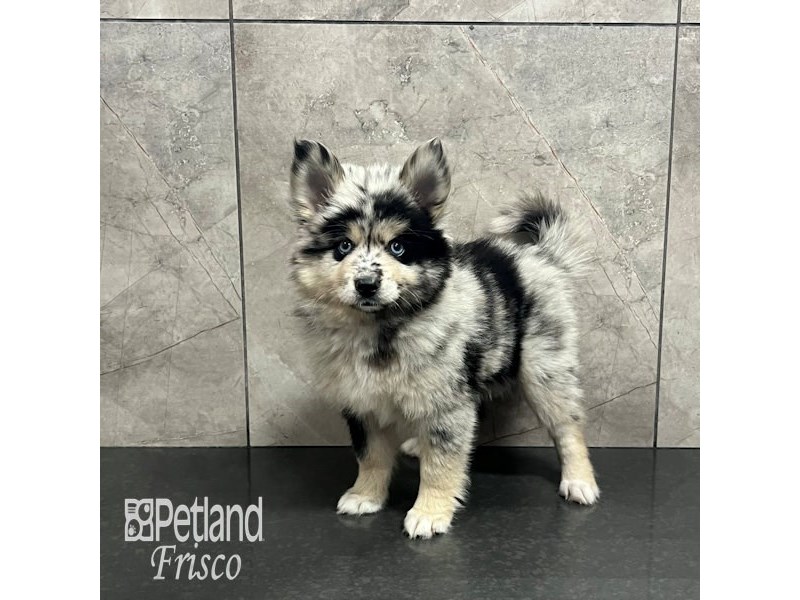 Pomsky Dog Female Blue Merle 31936