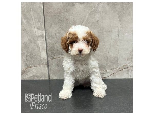 [#31939] Red Parti Female Miniature Poodle Puppies For Sale