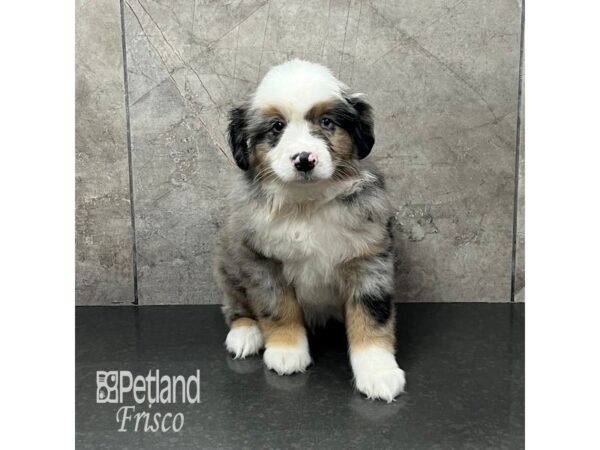 [#31943] Blue Merle Male Miniature American Shepherd Puppies For Sale