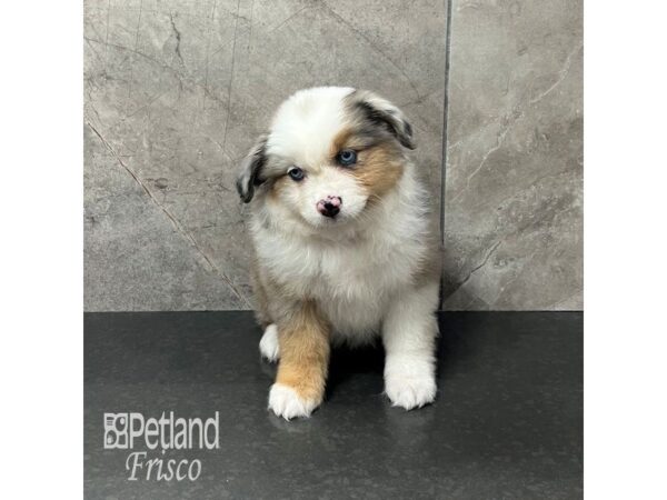 Miniature American Shepherd Dog Female Blue Merle 31940 Petland Frisco, Texas