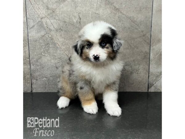 Miniature American Shepherd-Dog-Male-Blue Merle-31942-Petland Frisco & Mckinney, Texas