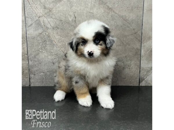 Miniature American Shepherd-Dog-Male-Blue Merle-31942-Petland Frisco, Texas