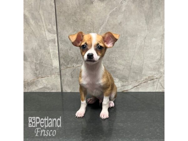 [#31878] Sable / White Male Chihuahua Puppies For Sale