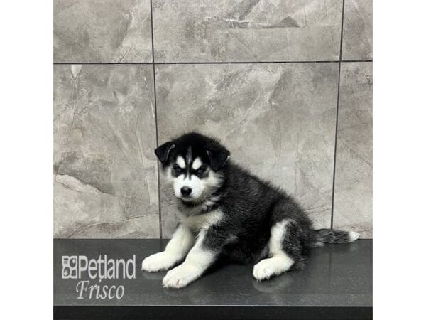 [#31905] Black / White Male Siberian Husky Puppies For Sale