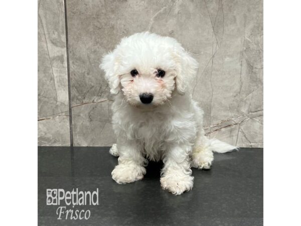 Bichon Frise-Dog-Male-White-31926-Petland Frisco & Mckinney, Texas