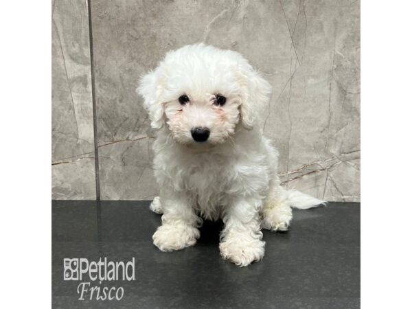 Bichon Frise Dog Male White 31926 Petland Frisco, Texas