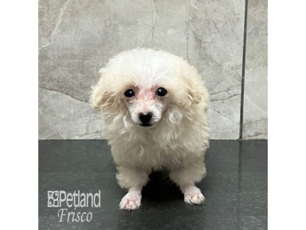 Miniature Poodle Dog Male Cream 31929 Petland Frisco, Texas