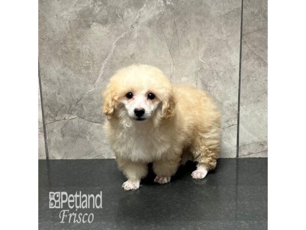 [#31930] Cream Male Miniature Poodle Puppies For Sale