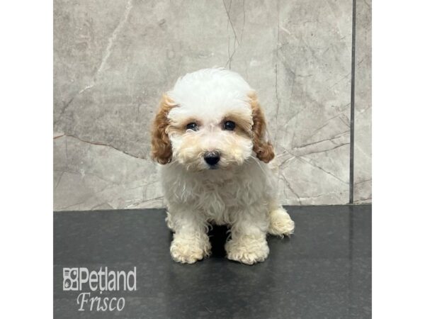 Cavapoo-Dog-Female-Cream-31933-Petland Frisco & Mckinney, Texas