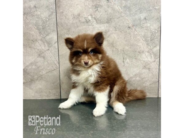 Pomsky-Dog-Male-Chocolate and White-31937-Petland Frisco & Mckinney, Texas