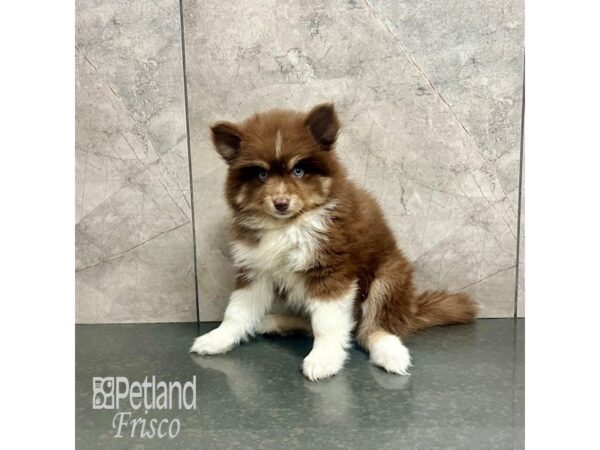 Pomsky Dog Male Chocolate and White 31937 Petland Frisco, Texas